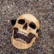 Human Skull "Bone" - Image 2