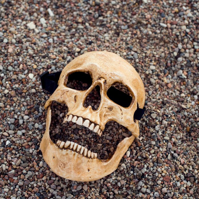 Human Skull "Bone" - Image 2