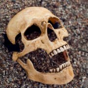 Human Skull "Bone"